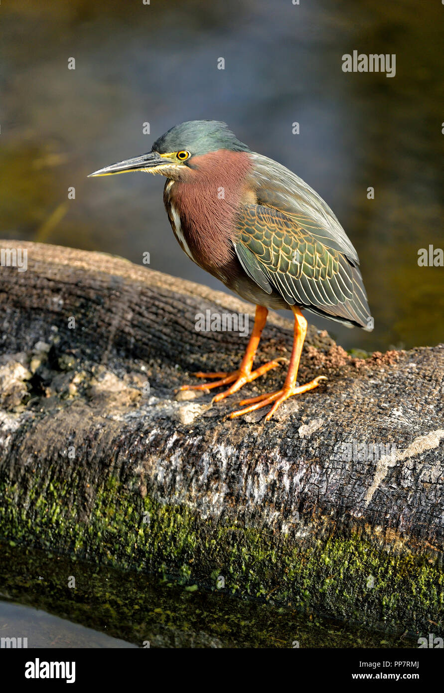 Green Heron appollaiato su un ramo in Green Cay zone umide Foto Stock