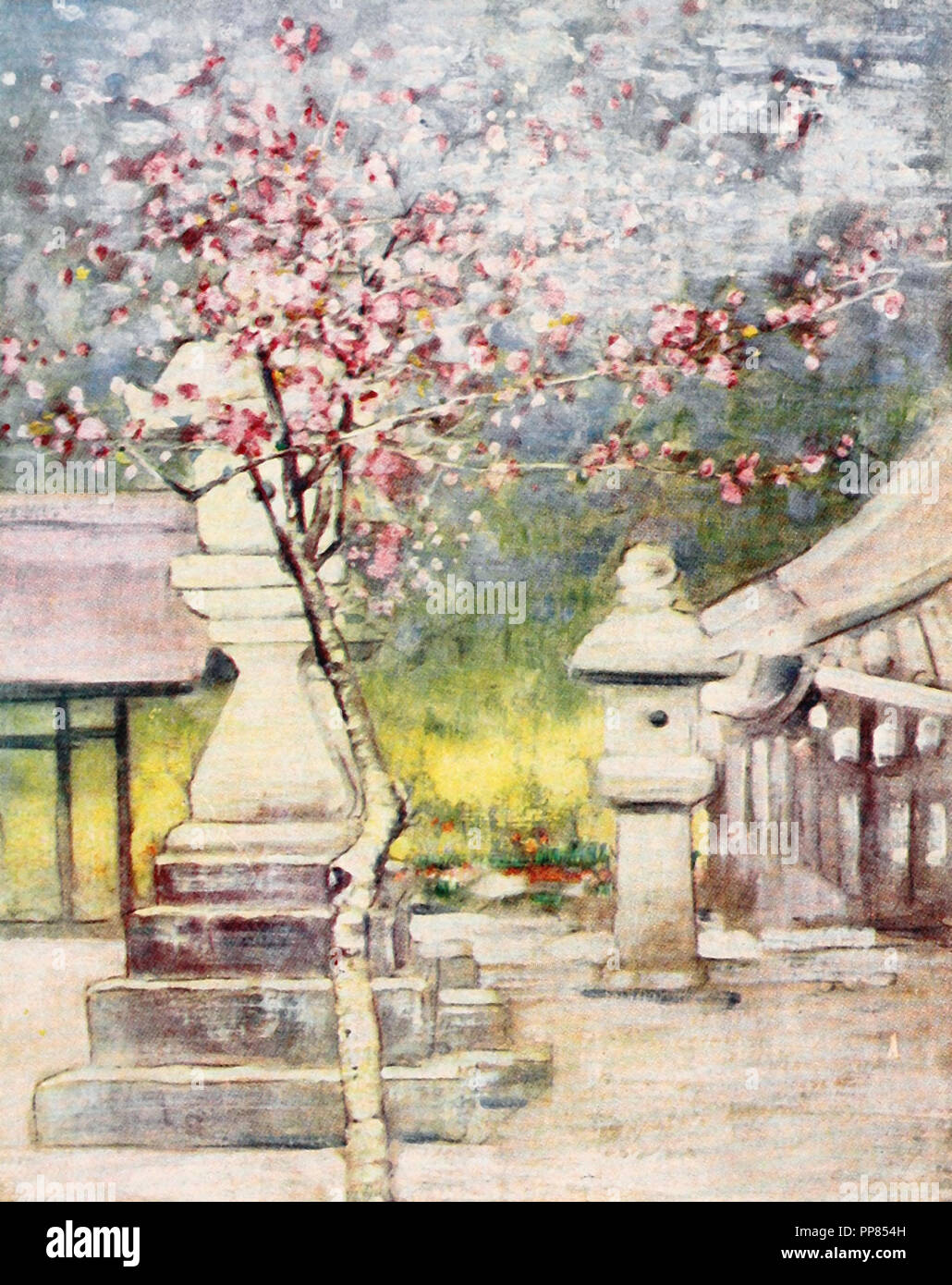 Peach Blossoms in Giappone, circa 1900 Foto Stock