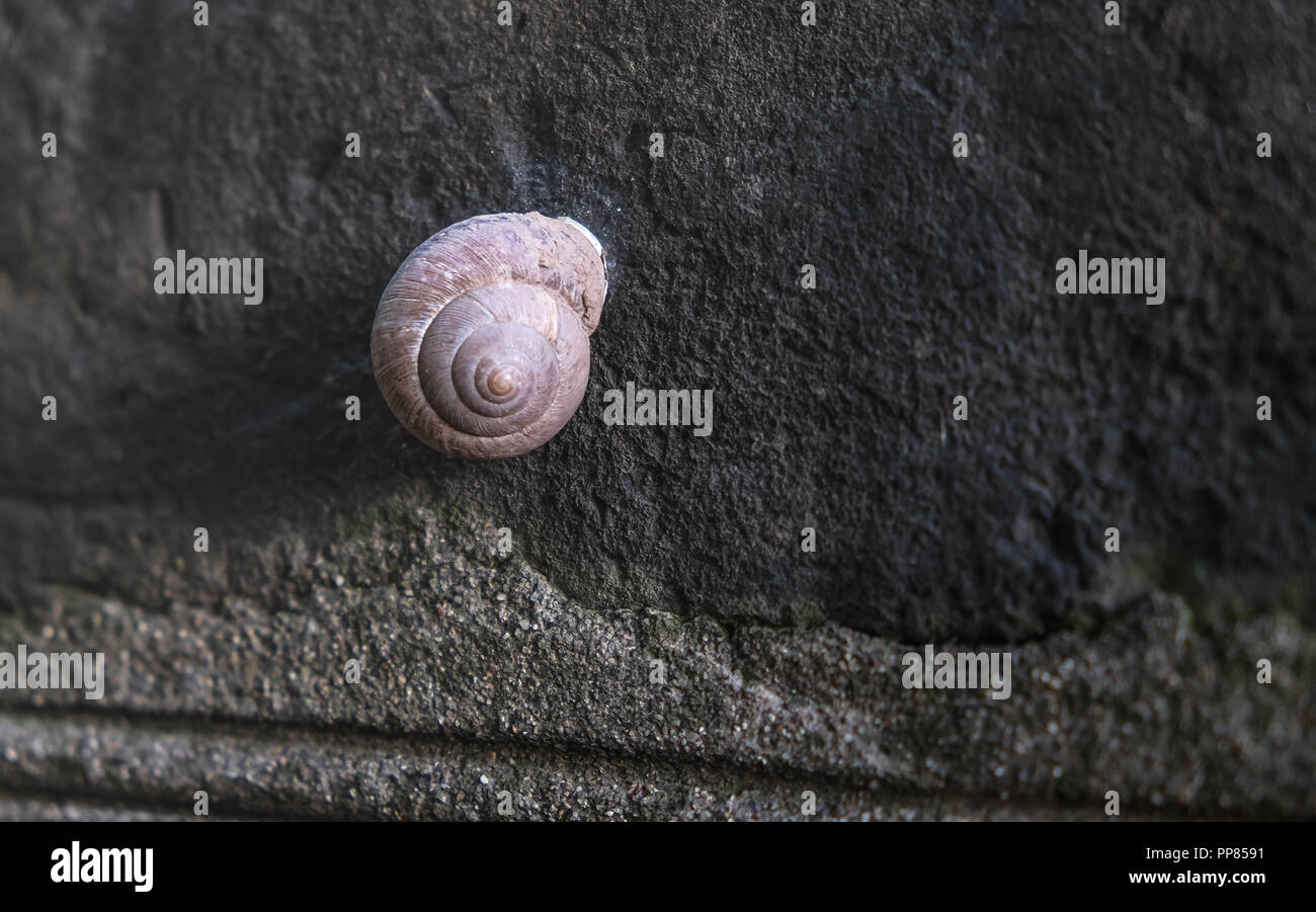 Un lone land snail scorrevole su una parete di ghiaia Foto Stock