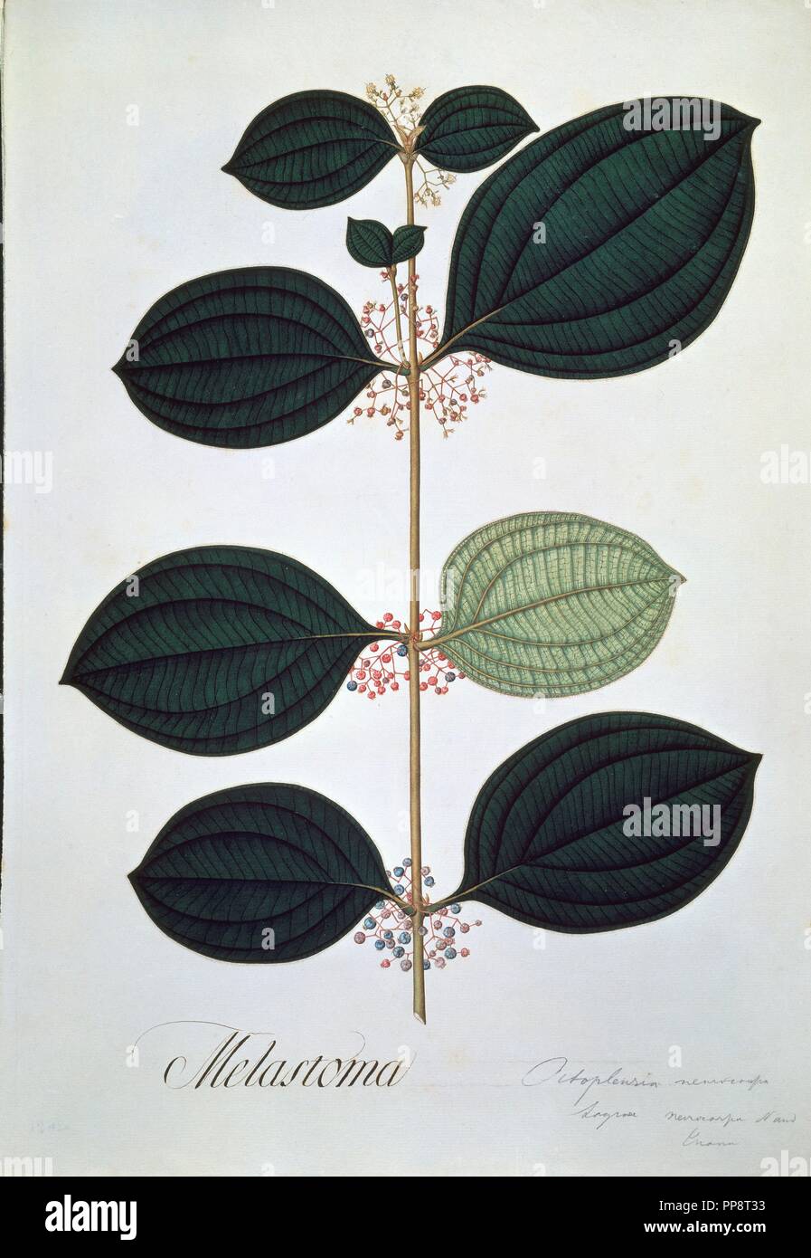 Foglio 9 - CLINEMIA QUINQUENERVIA (Miller) ALMEDA - FLORA del ROYAL spedizione del nuovo Regno di Granada - Disegno del XVIII secolo. Autore: MUTIS CELESTINO. Posizione: JARDIN BOTANICO-DIBUJOS. MADRID. Spagna. Foto Stock