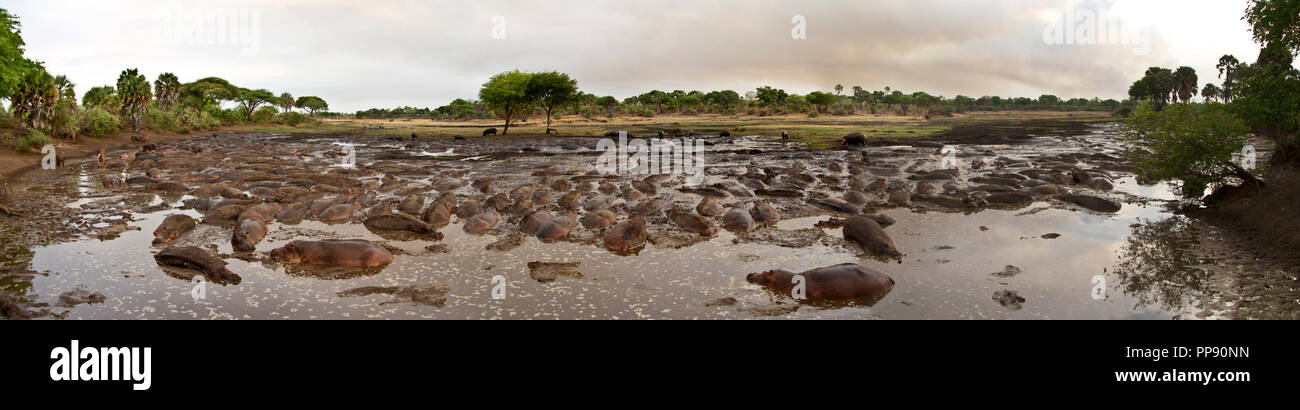 Alla fine della stagione secca il fiume Katuma e le pianure alluvionali asciugare e la locale popolazione di Ippona ha per raccogliere in pochi vedereps, Foto Stock