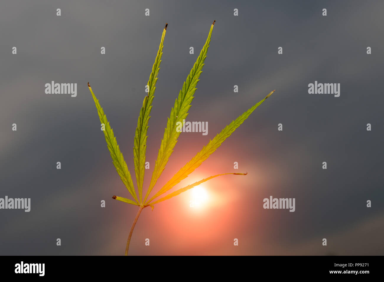 Campo agricolo coltivato con la marijuana Foto Stock