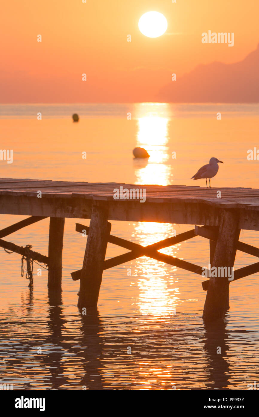 Europa Spanien Nord Mallorca Playa de Muro, langer Holzsteg in der Bucht von Alcudia Bei Sonnenaufgang, Vögel genießen die Morgenstunde Foto Stock