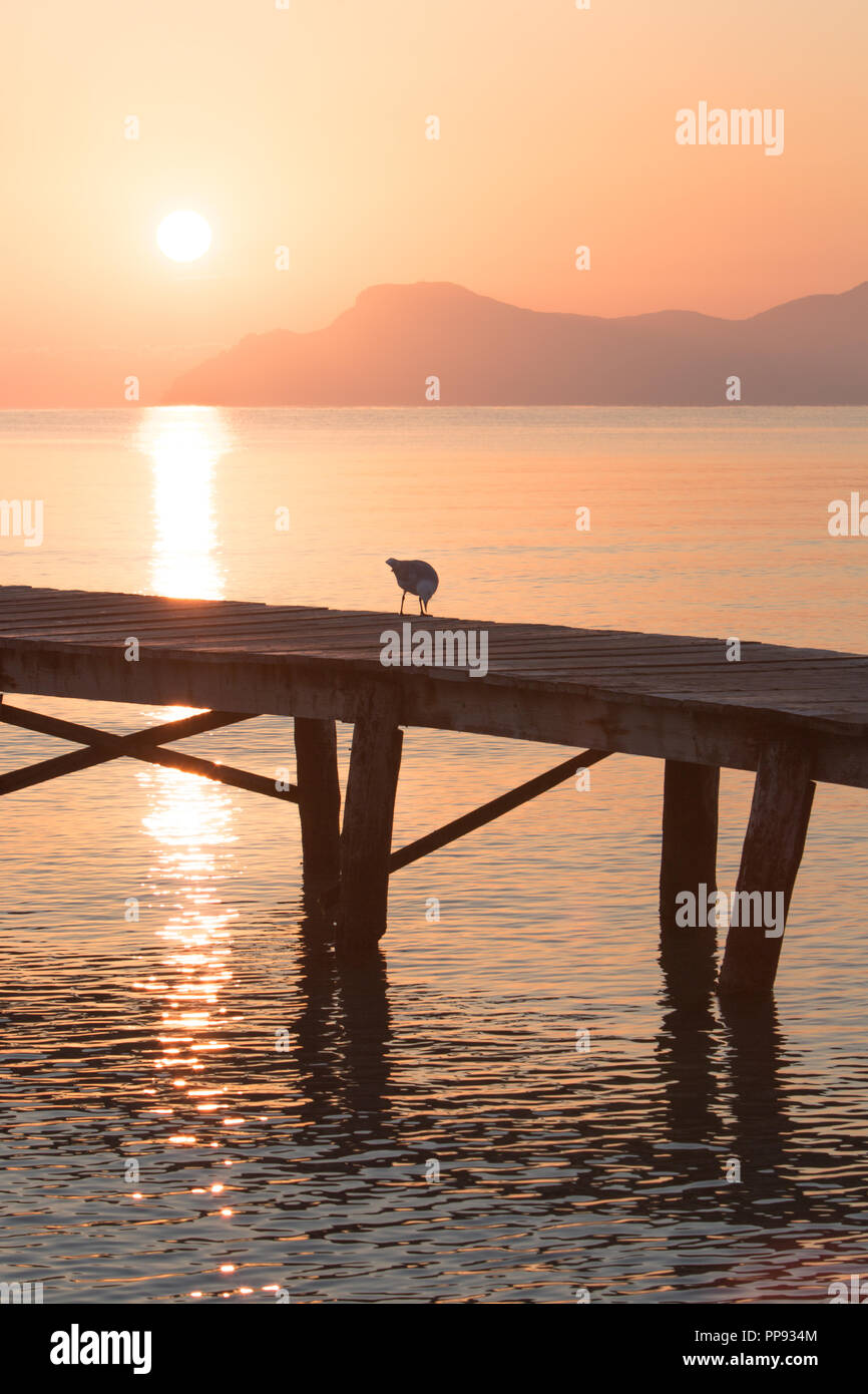 Europa Spanien Nord Mallorca Playa de Muro, langer Holzsteg in der Bucht von Alcudia Bei Sonnenaufgang, Vögel genießen die Morgenstunde Foto Stock
