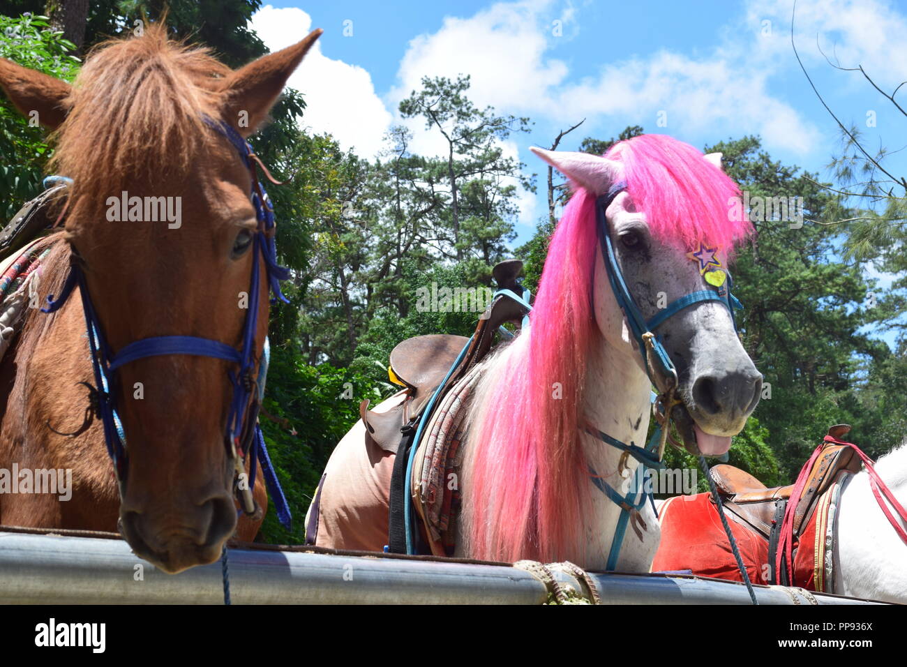 Passeggiate a cavallo presso il Parco di Wright è uno dei tanti scenic parti di Baguio. Wright Park è il luogo ideale per i bambini e gli adulti. Foto Stock