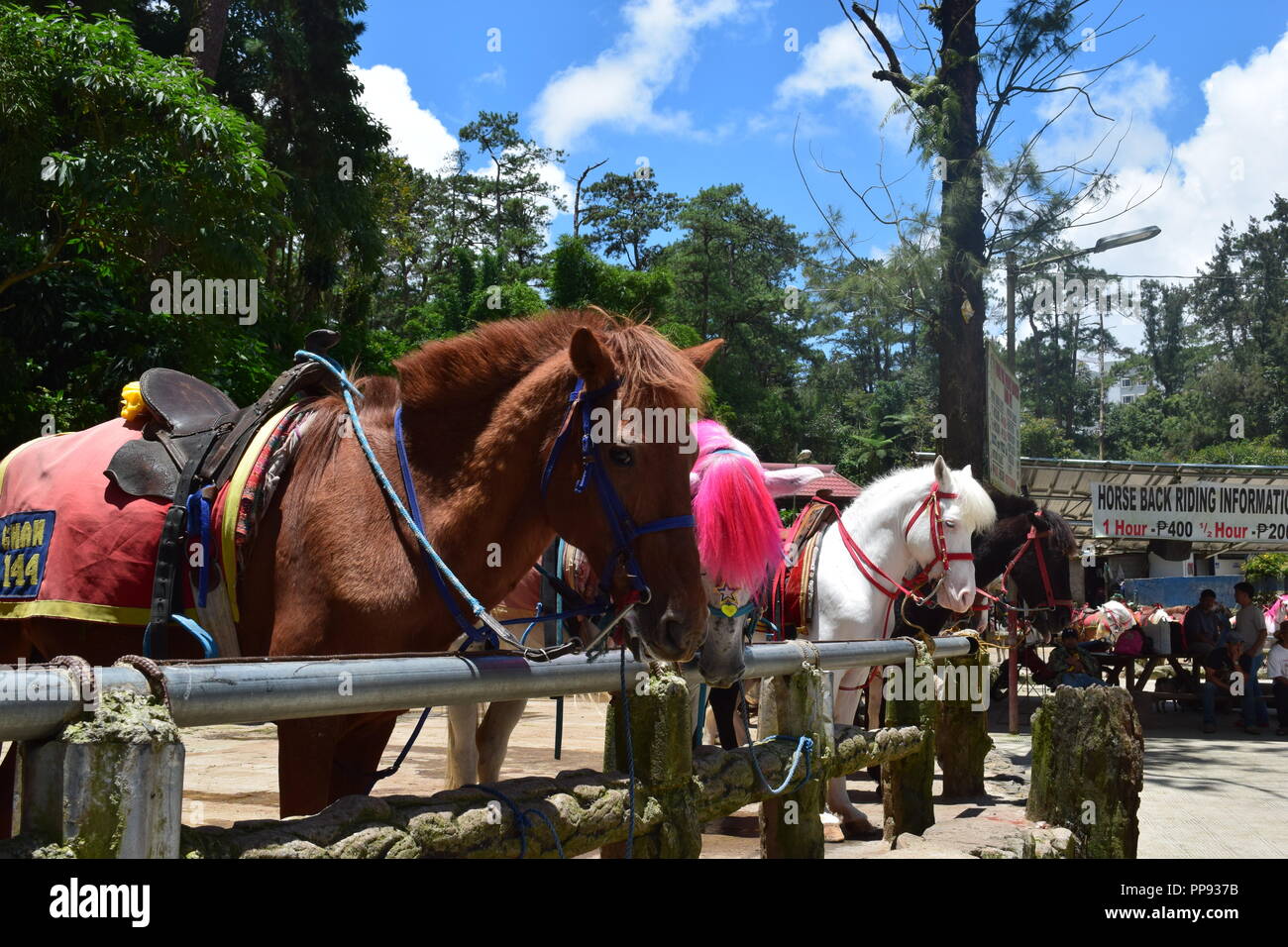 Passeggiate a cavallo presso il Parco di Wright è uno dei tanti scenic parti di Baguio. Wright Park è il luogo ideale per i bambini e gli adulti. Foto Stock