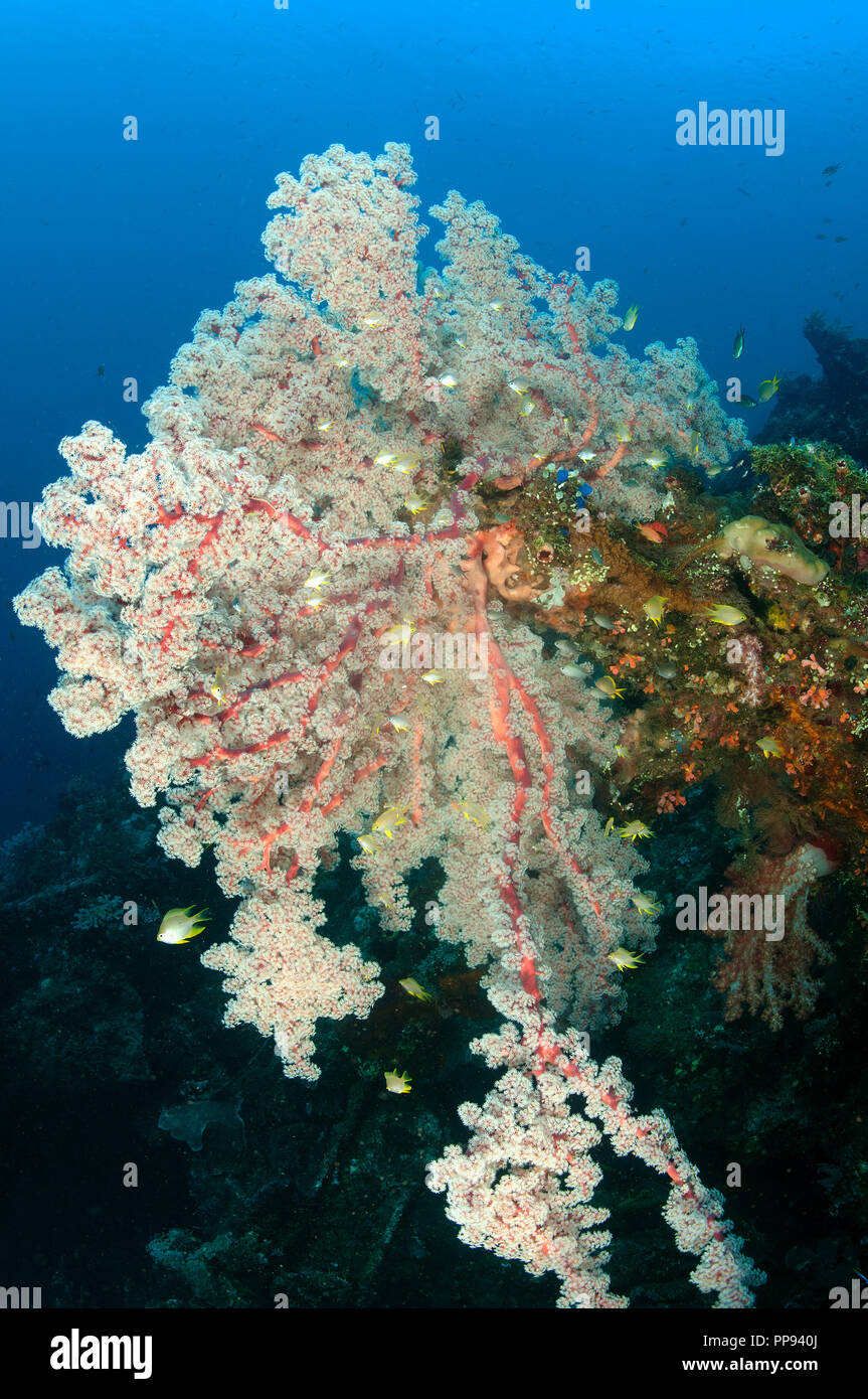 Vista panoramica di softcoral, Siphonogorgia godeffroyi, relitto Liberty Bali Indonesia. Foto Stock