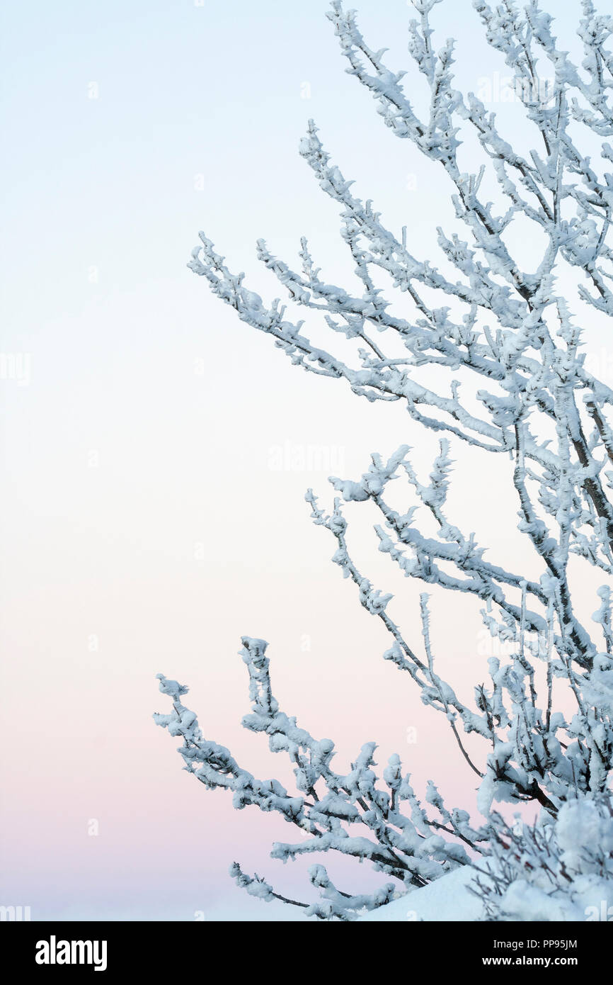 Rami coperti di neve a sunrise con colori pastello e sky. Foto Stock