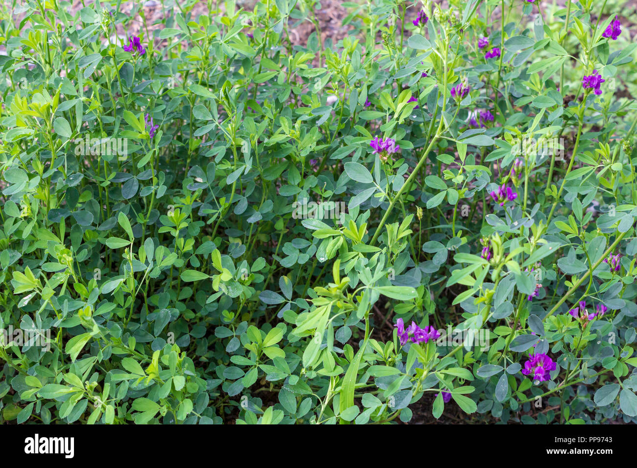 Medicago sativa, pianta selvatica di Alfalfa Foto Stock