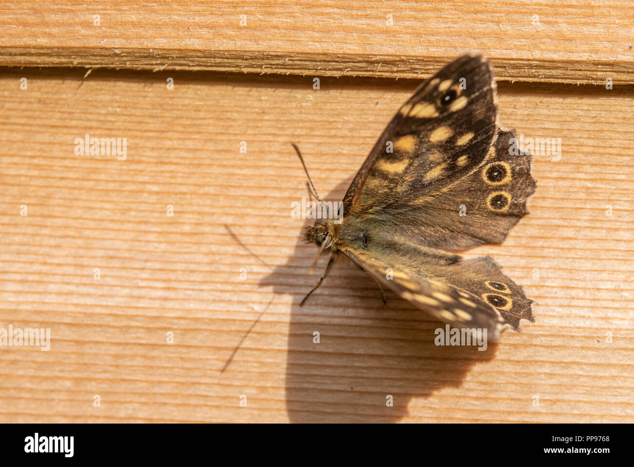 Close up di un legno maculato butterfly in appoggio con le sue ali aperte sul lato del capannone. Foto Stock