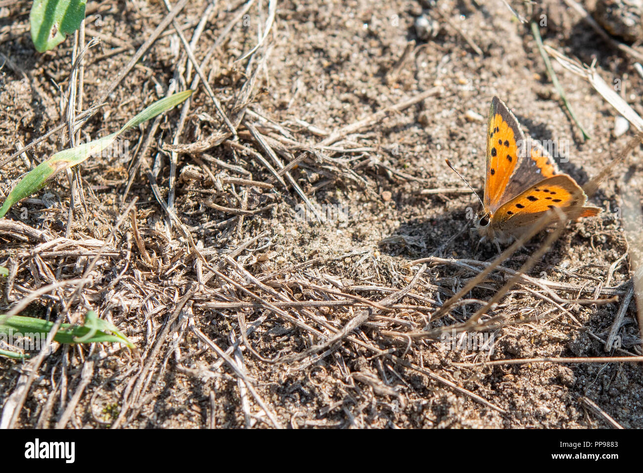 Piccola farfalla di rame in appoggio sul terreno con alette aperte. Foto Stock