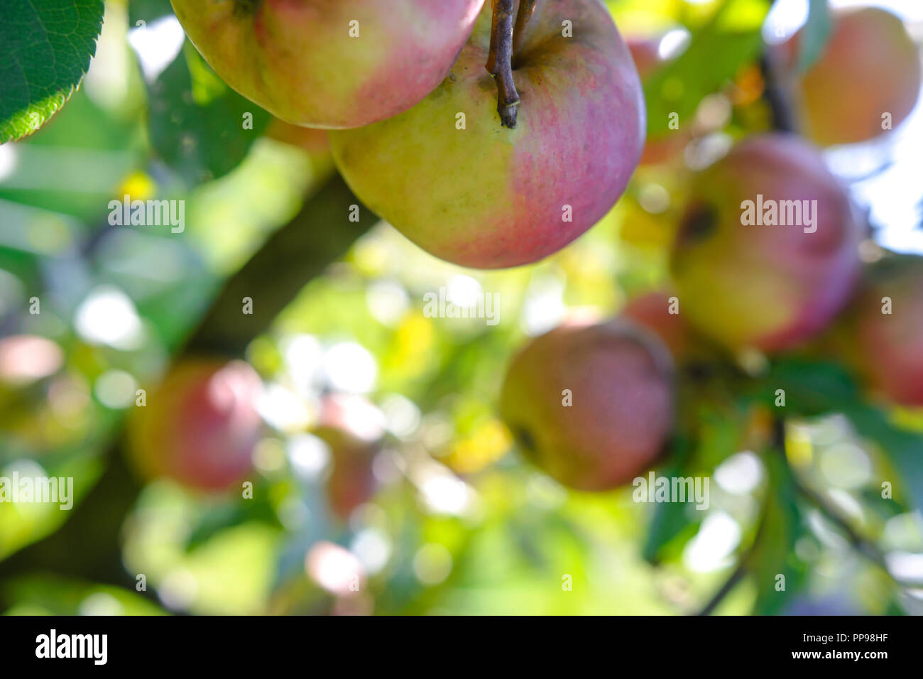 Esperienza nel settore agricolo - mazzetto di mele sull'albero da agricoltura biologica ( molto bassa DOF) Foto Stock