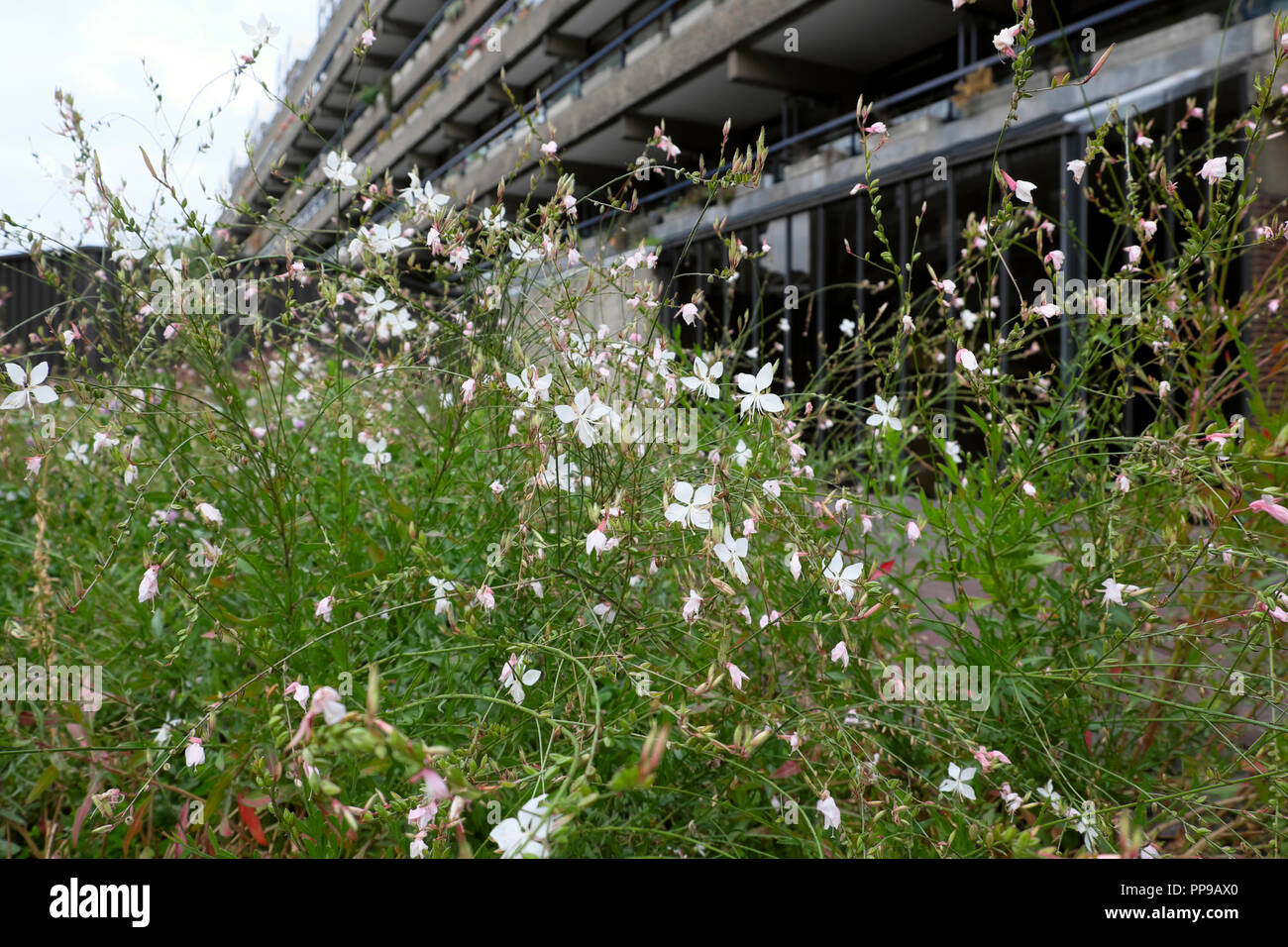 White gaura ape fiori d'amore in fiore all'esterno Barbican Estate appartamento edificio nella città di Londra, Londra EC2 Inghilterra Regno Unito KATHY DEWITT Foto Stock