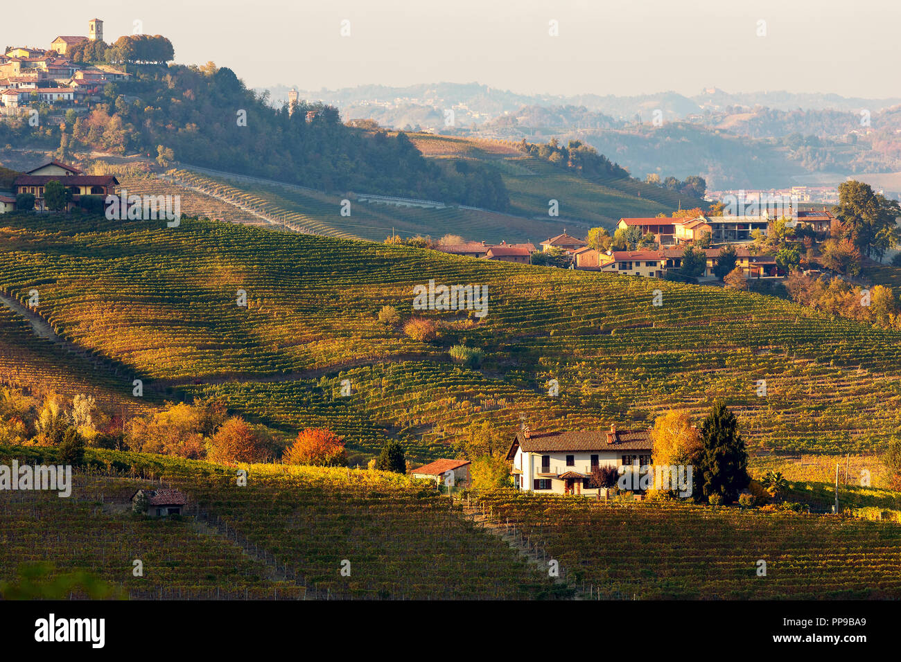 Vista autunnale di vigneti sulle colline delle Langhe in serata in Piemonte, Italia settentrionale. Foto Stock