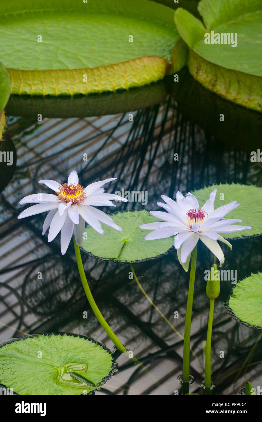 White Nymphaea Kews Kabuki Fiore Ninfea Foto Stock