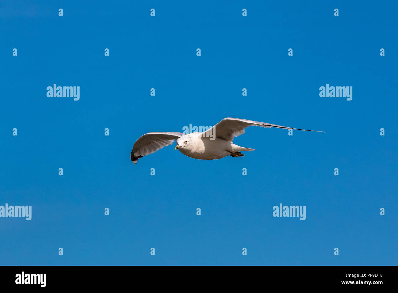 Seagull scorrevolezza senza alcuno sforzo Foto Stock