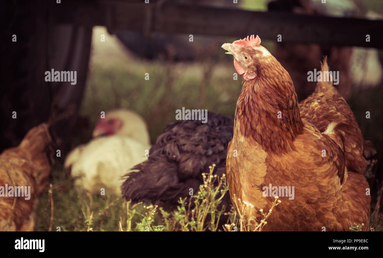 Vintage close up di pollo sotto il veicolo in piedi su un cortile Foto Stock