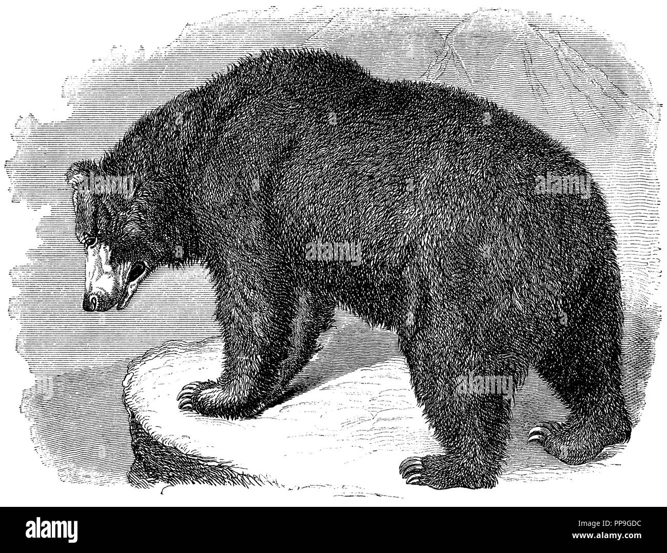 Orso grizzly, anonym 1870 Foto Stock