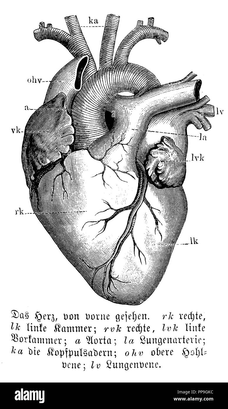 Cuore. rk) diritto, lc) ventricolo sinistro, rvk) diritto, lvk) sinistra camera anteriore, una aorta, la) arteria polmonare, ka) testa arterie polmonari, ohv) per la vena cava superiore, LV) vena polmonare, anonym Foto Stock