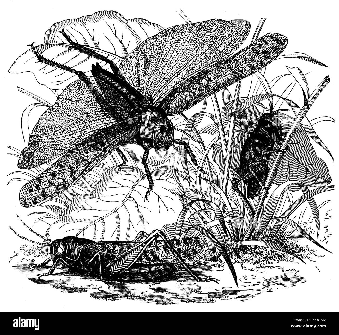 Locusta migratoria, destra: larva, anonym Foto Stock