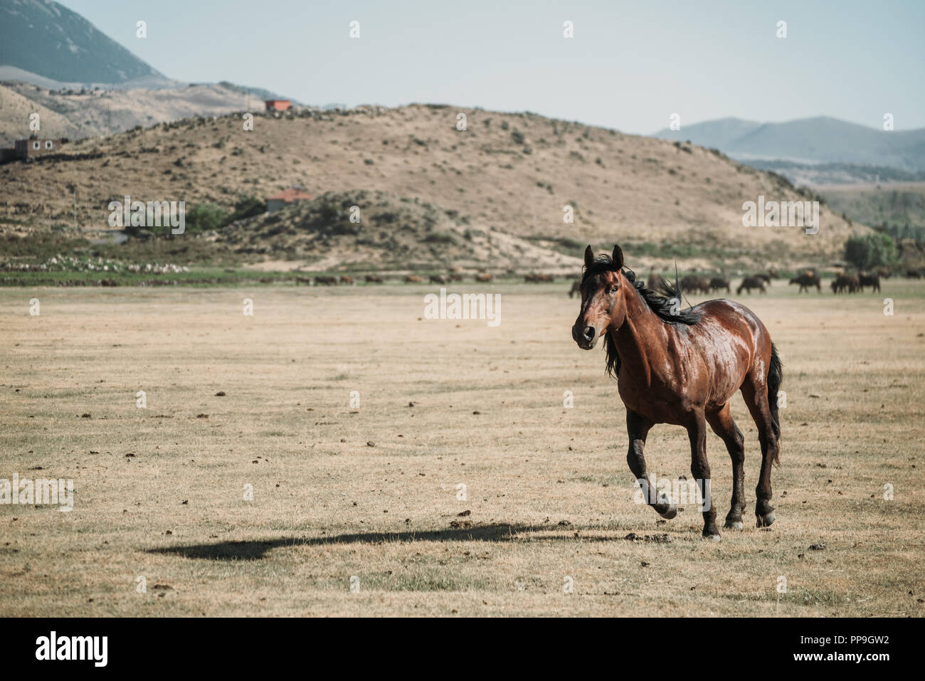 Brown lonely horse running attraverso un campo Foto Stock