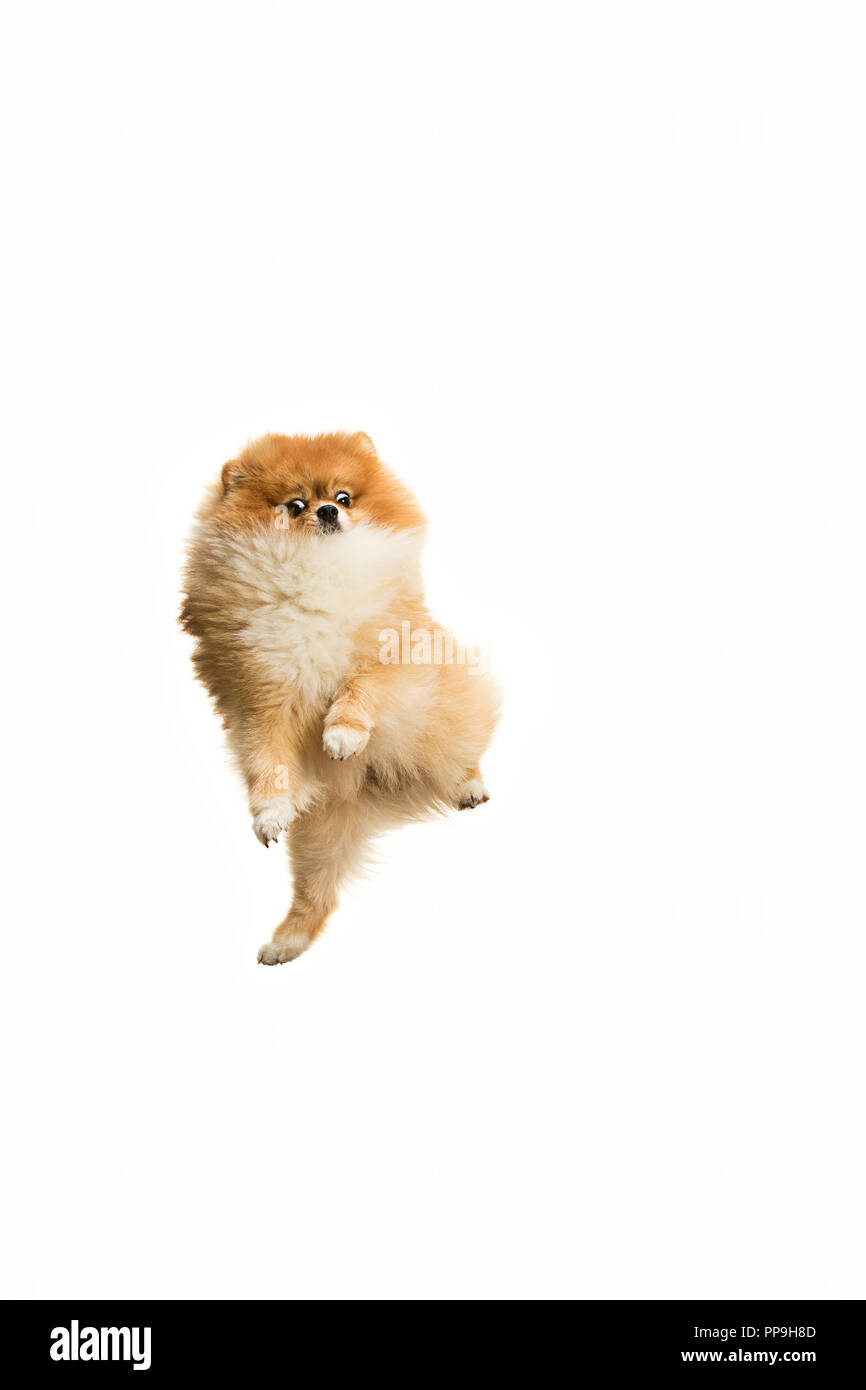 Il grazioso piccolo salto di Pomerania giovani cob isolato su bianco di sfondo per studio Foto Stock