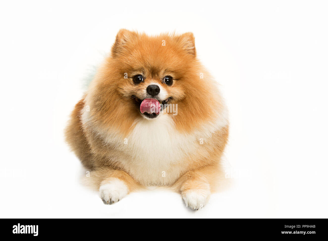 Il grazioso piccolo Pomerania giovani cob isolato su bianco di sfondo per studio Foto Stock