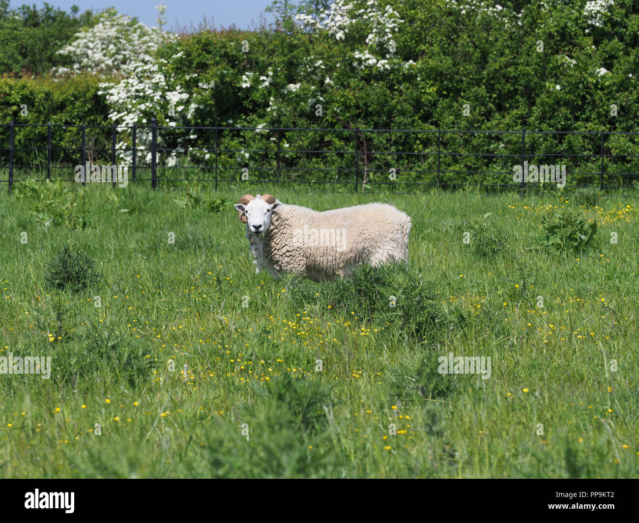 Una singola ram con grandi corna ricci sorge in estate il paddock. Foto Stock