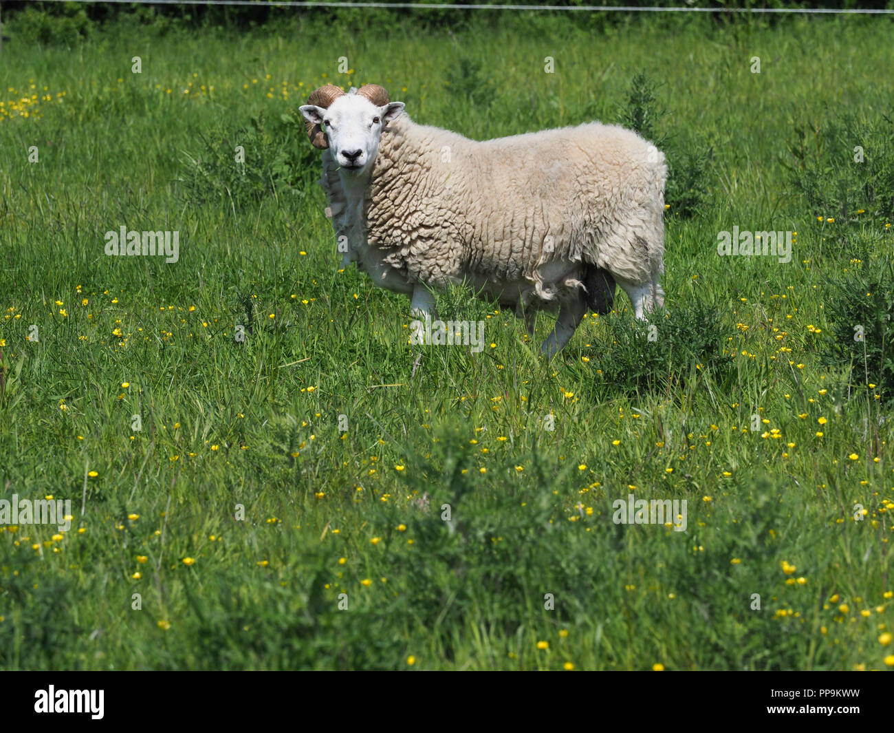 Una singola ram con grandi corna ricci sorge in estate il paddock. Foto Stock