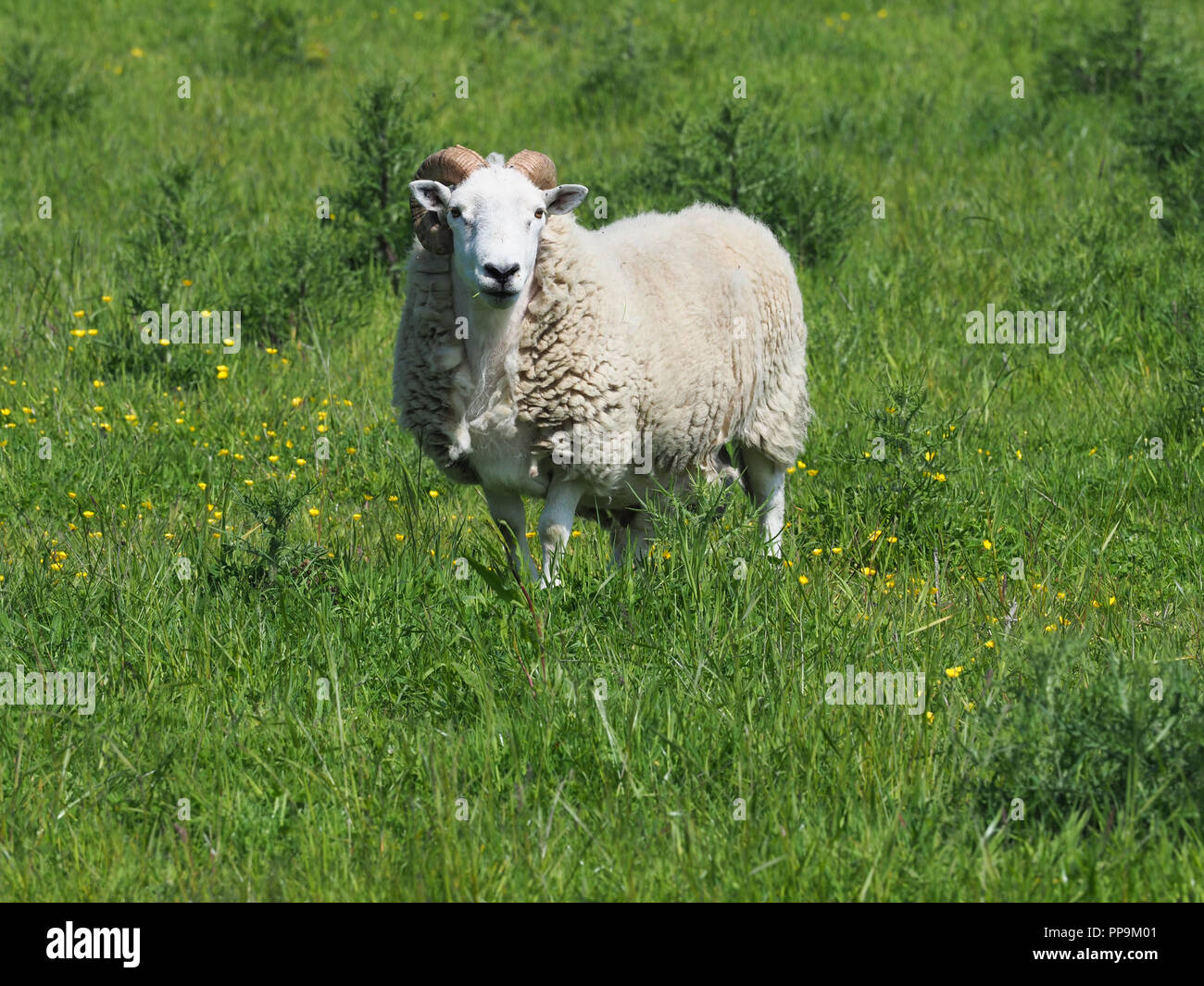 Una singola ram con grandi corna ricci sorge in estate il paddock. Foto Stock