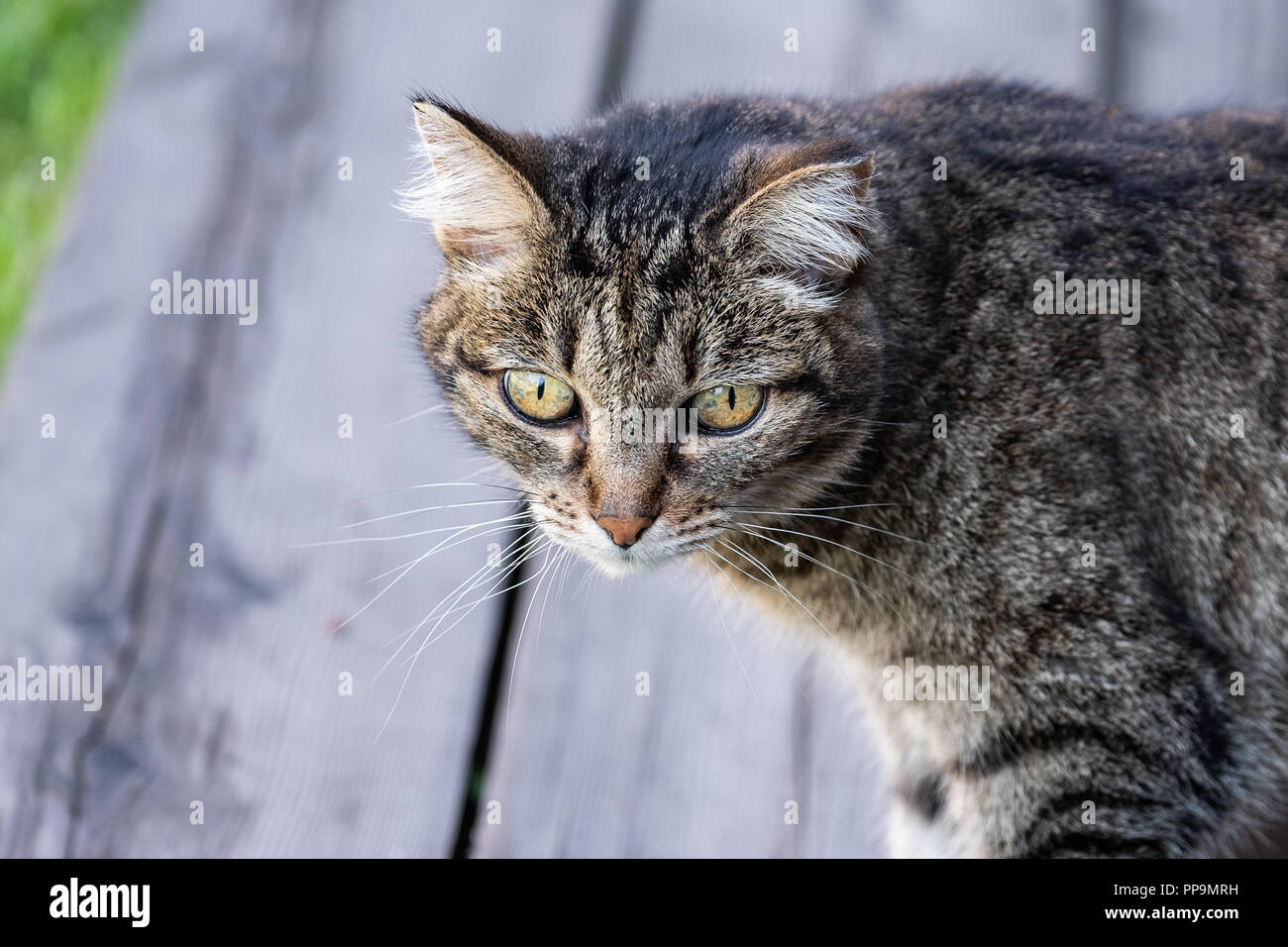 Il gatto vigile guarda gli occhi verdi. Gatto rosso con occhi verdi. Foto Stock