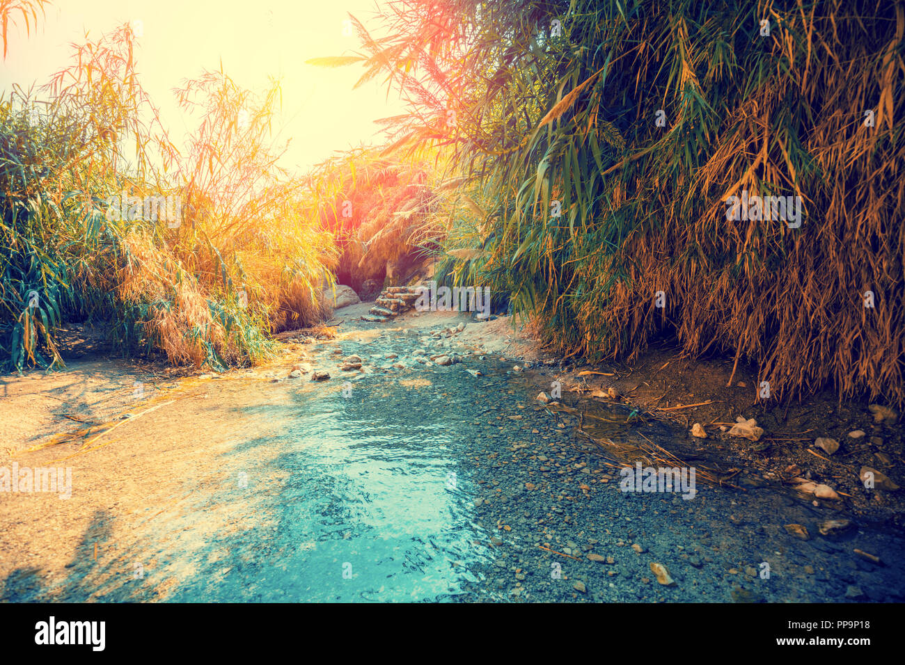 Oasi nel deserto. Nahal David fiume. Ein Gedi riserva, Israele Foto Stock