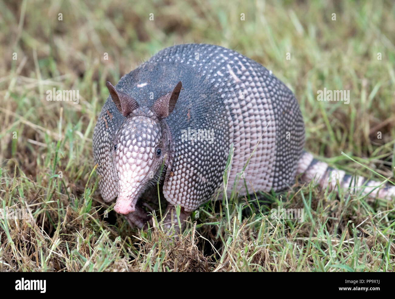 Un armadillo, Dasypus novemcinctus, radici di erba in una radura in Red River National Wildlife Refuge nel nord-ovest della Louisiana. Foto Stock
