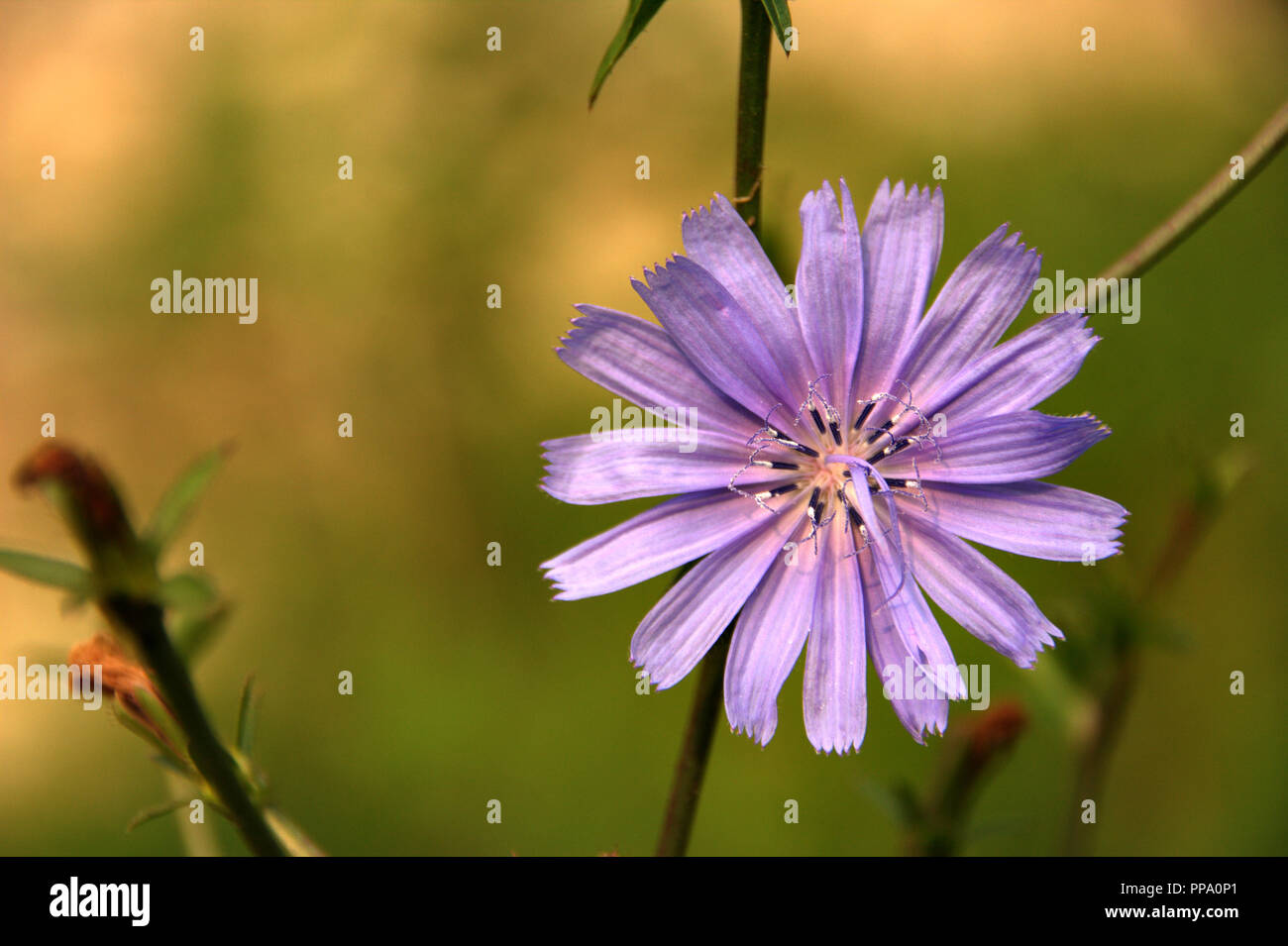 Cicoria selvatica fiori, petali di colore blu, la sfocatura dello sfondo con colore verde, immagine ideale per carta da parati Foto Stock