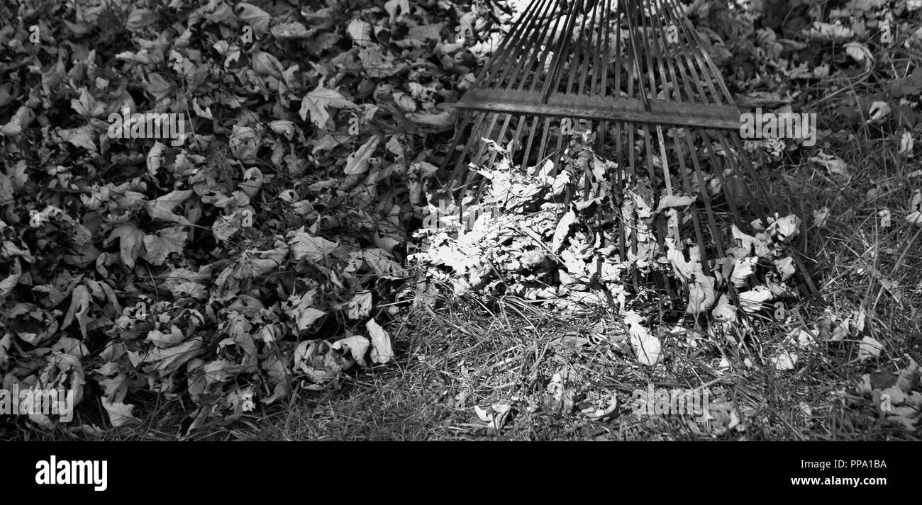 In bianco e nero di foglie e di rastrello Foto Stock
