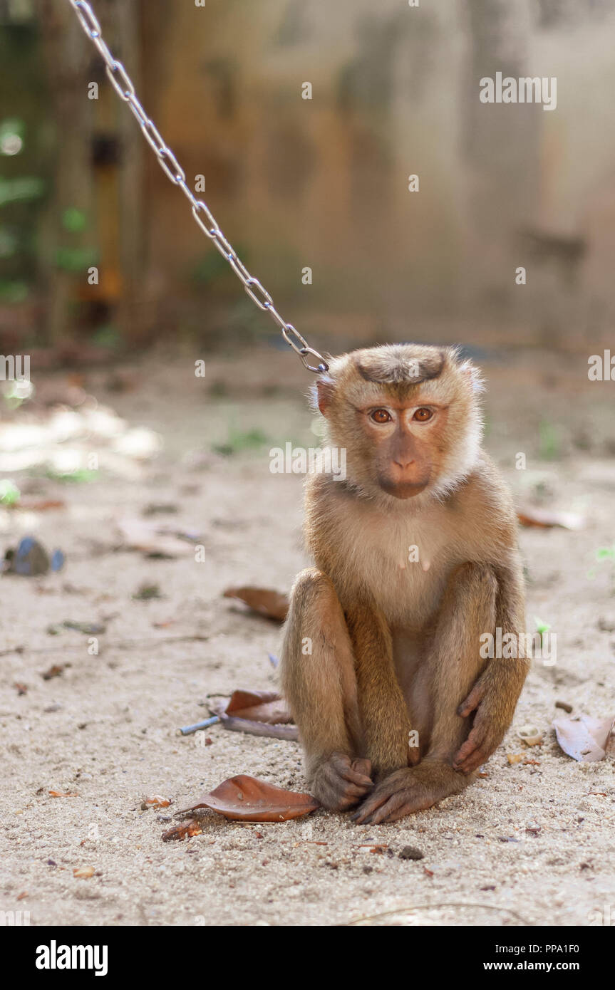 Monkey sulla catena di sfondo all'aperto natura la fauna selvatica Foto Stock