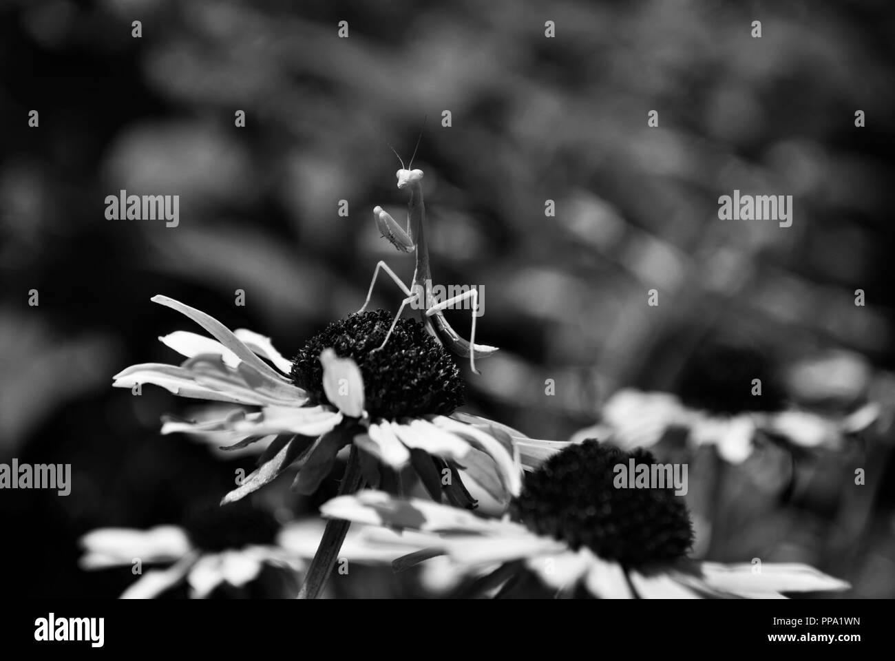 Mantide religiosa appendere fuori su un luminoso fiore Foto Stock