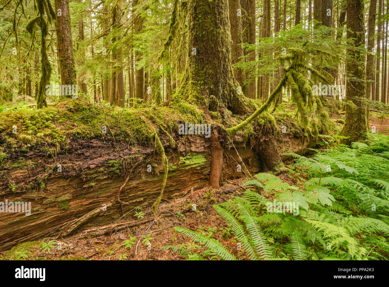 Nuove piantine che crescono su log di infermiere, antiche piantagioni Trail, Sol Duc area fluviale, il Parco Nazionale di Olympic, nello stato di Washington, USA Foto Stock