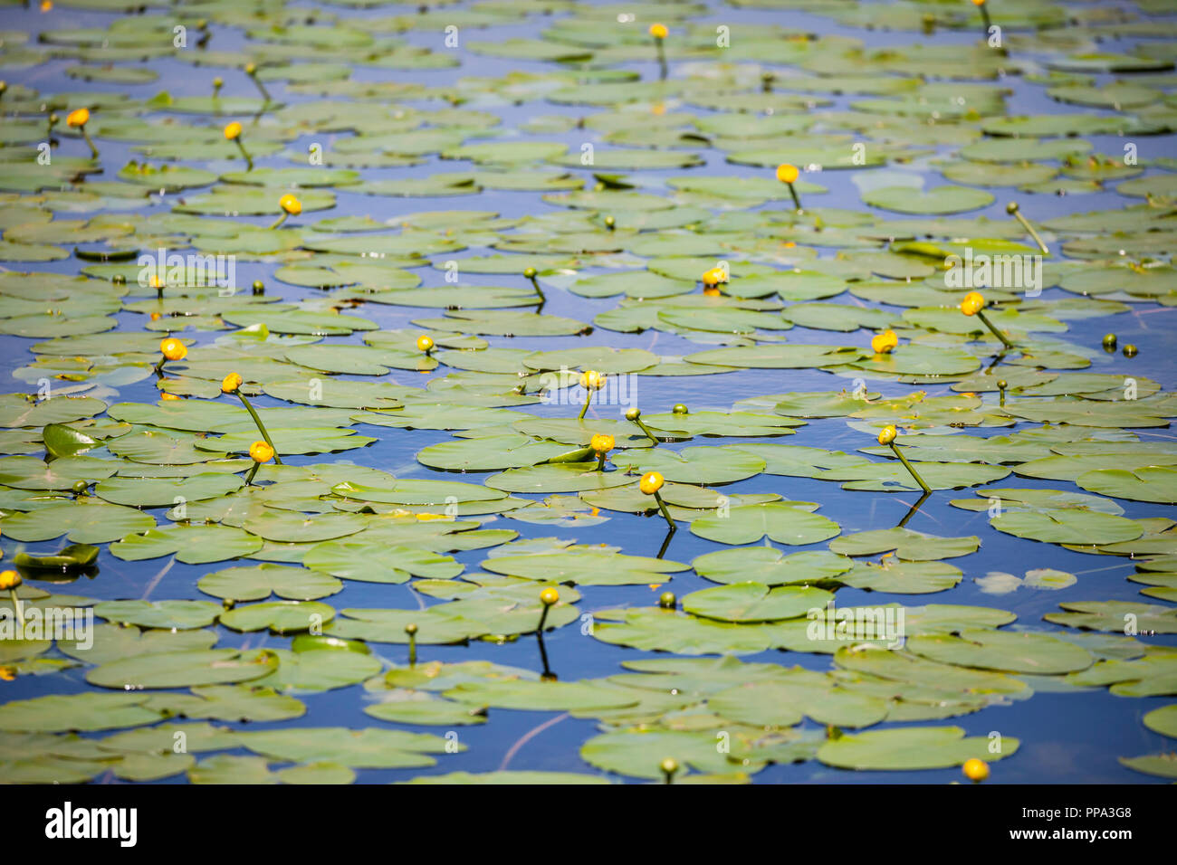 La sezione di un scozzese loch coperti in nativo giallo Ninfee Nuphar lutea. Foto Stock