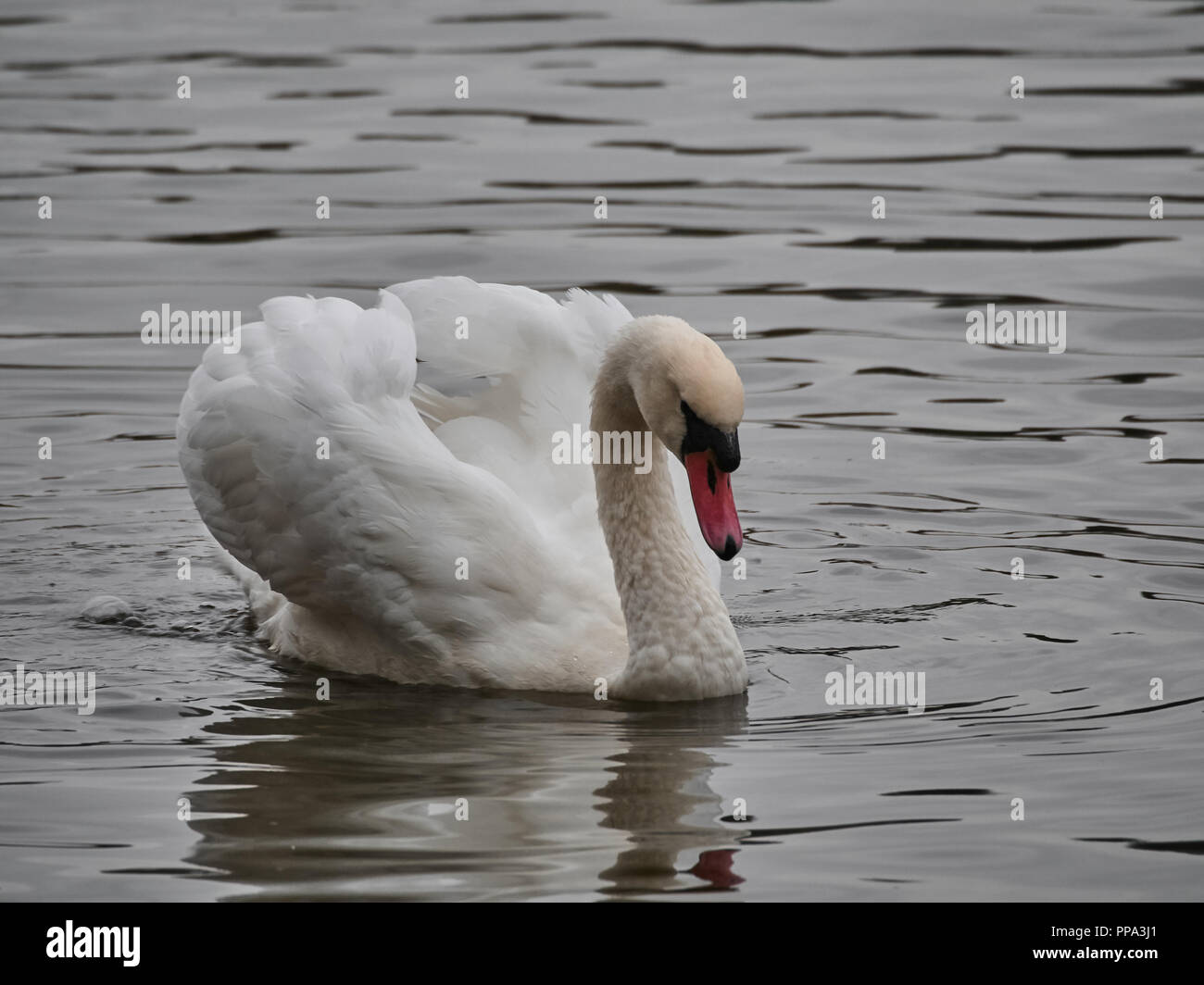 Vista di un cigno in Roath Park, Cardiff Foto Stock