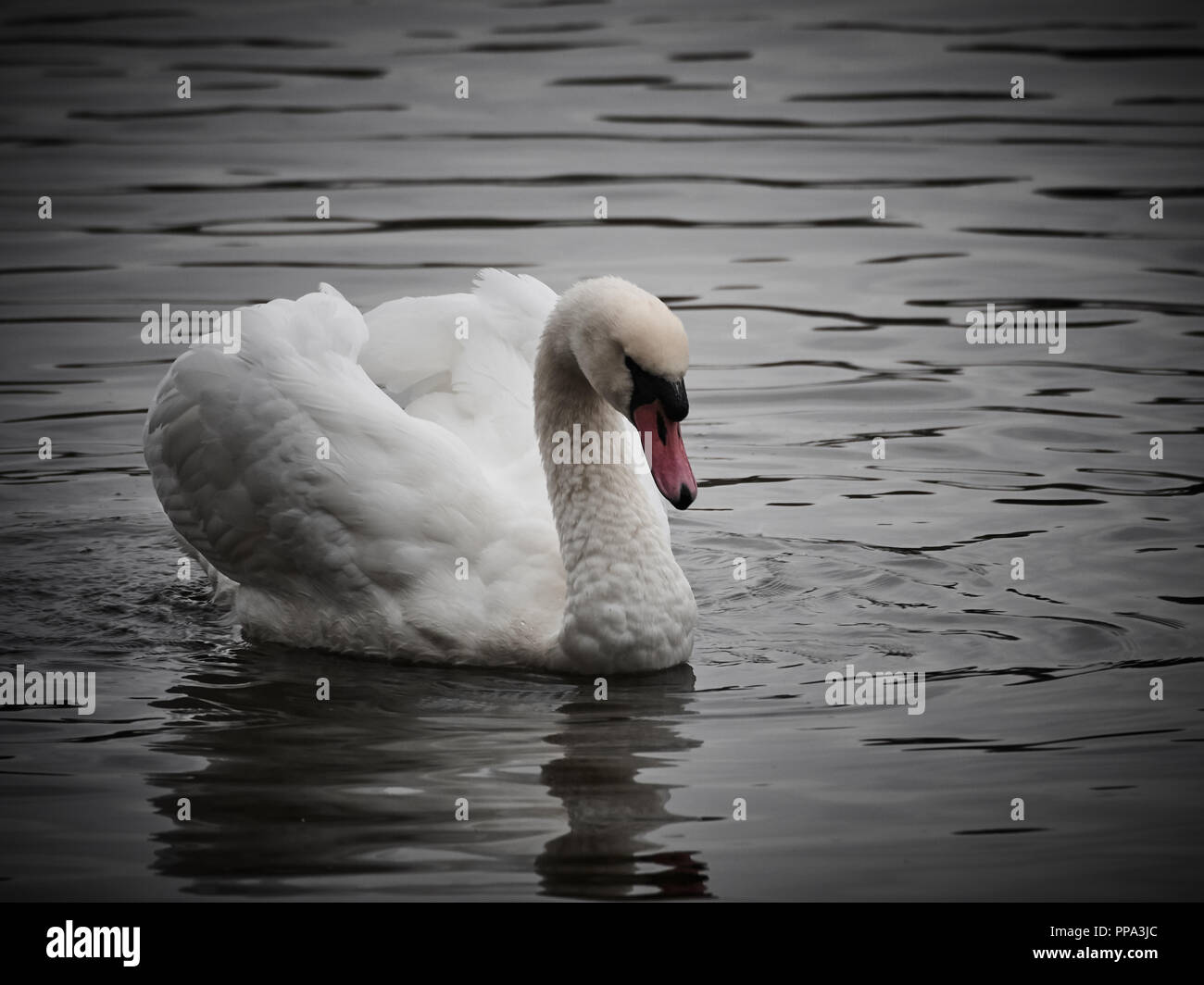 Vista di un cigno in Roath Park, Cardiff Foto Stock