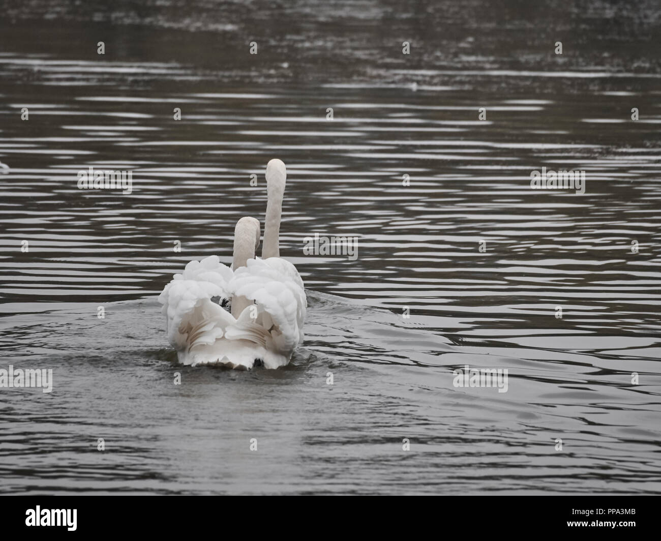Vista di un cigno in Roath Park, Cardiff Foto Stock