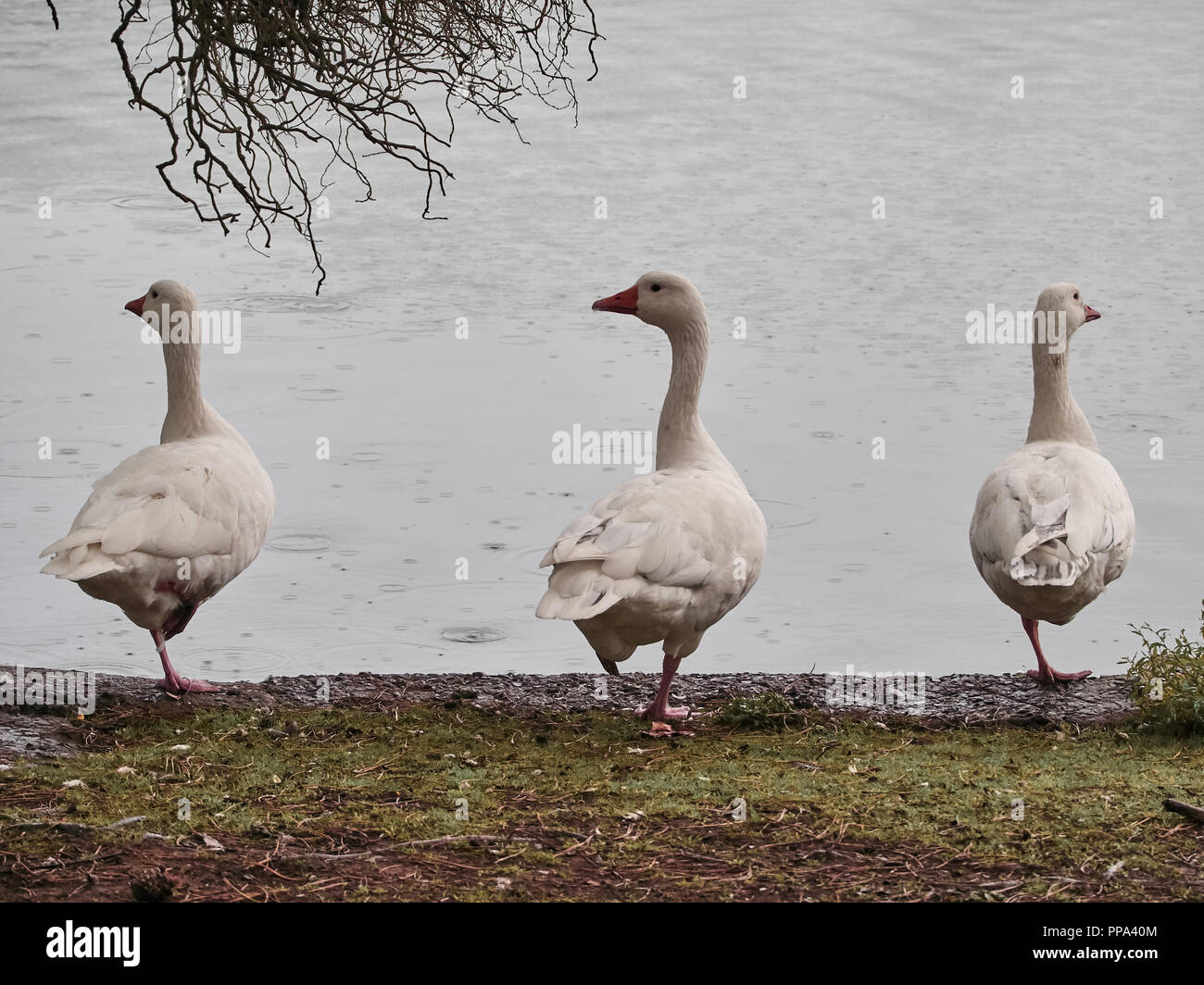 Vista di anatre in Cardiff Roath Park Foto Stock