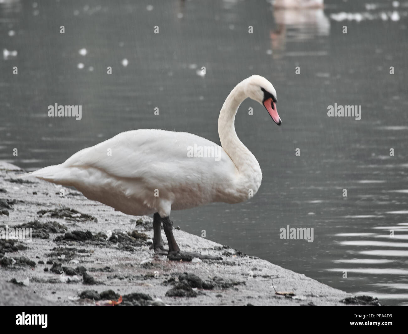 Vista di un cigno in Roath Park, Cardiff Foto Stock