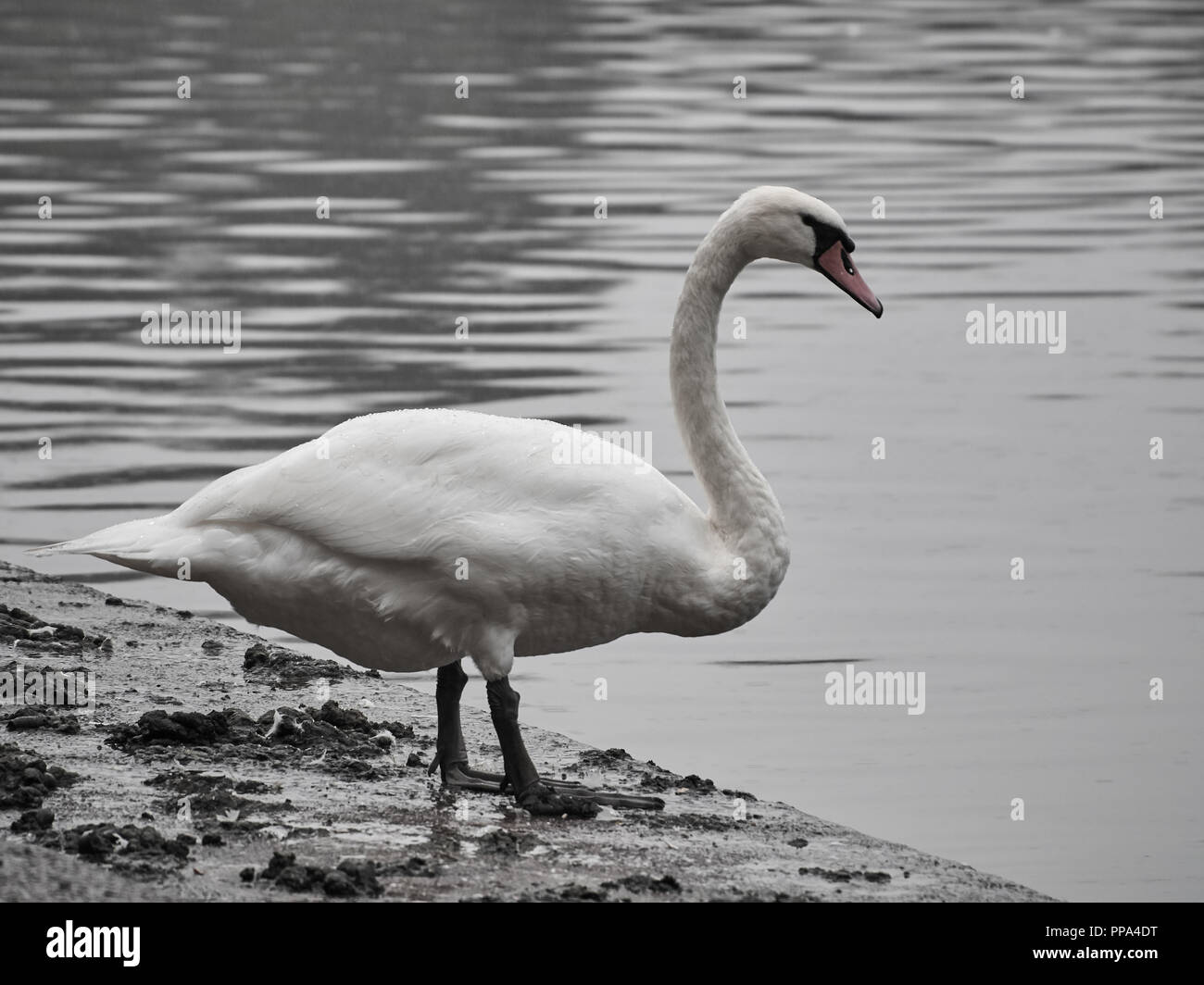 Vista di un cigno in Roath Park, Cardiff Foto Stock