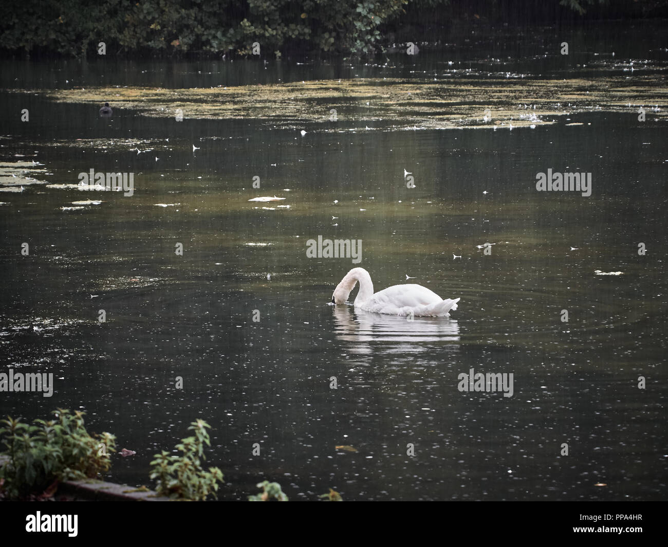 Vista di un cigno in Roath Park, Cardiff Foto Stock