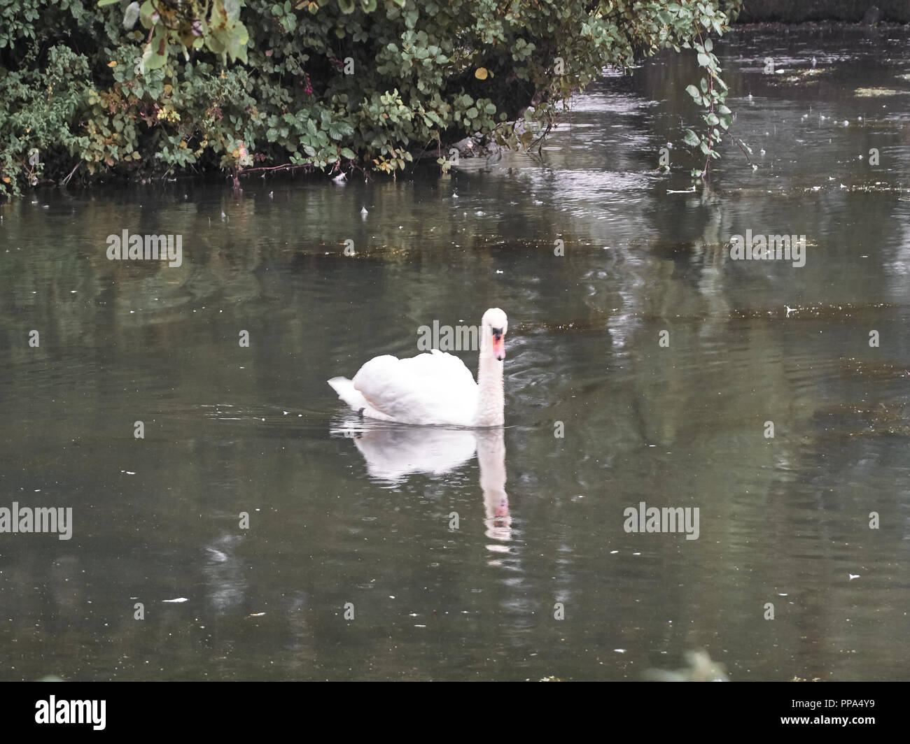 Vista di un cigno in Roath Park, Cardiff Foto Stock