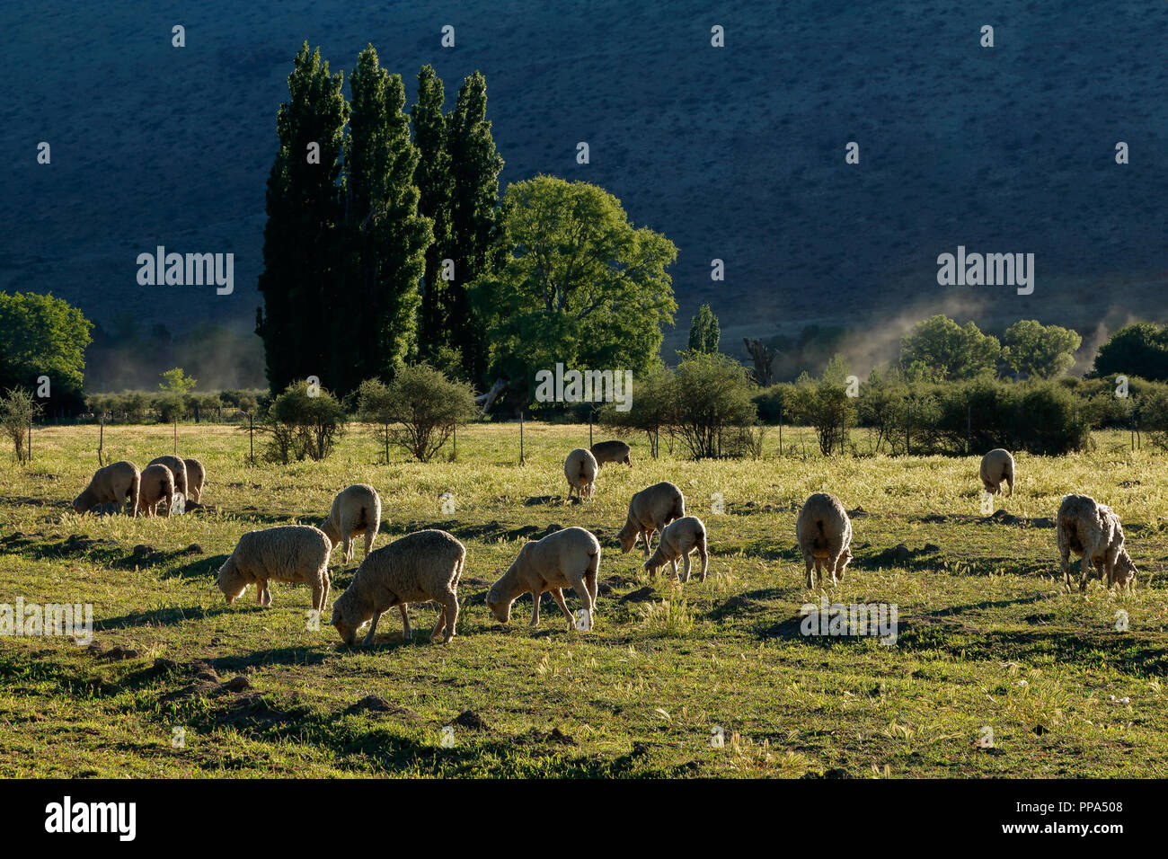 Paesaggio rurale con alberi, pascoli e pecore al pascolo nel tardo pomeriggio di luce, Karoo regione, Sud Africa Foto Stock