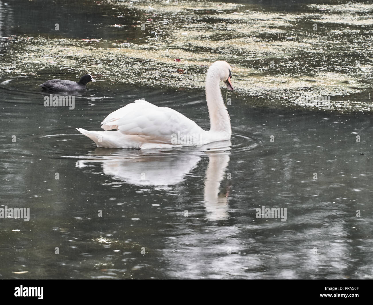 Vista di un cigno in Roath Park, Cardiff Foto Stock