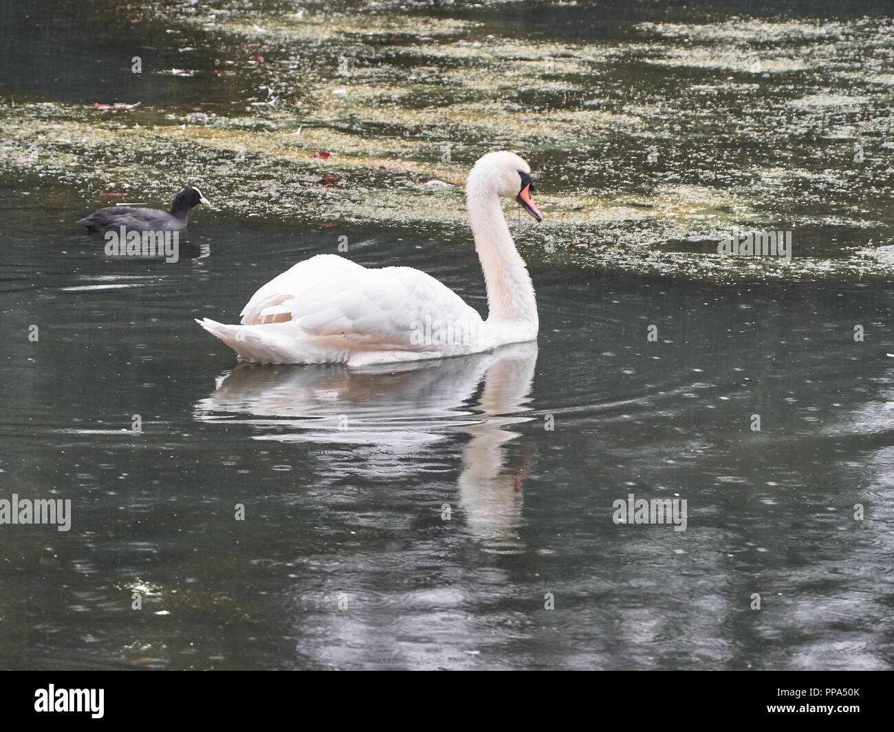 Vista di un cigno in Roath Park, Cardiff Foto Stock